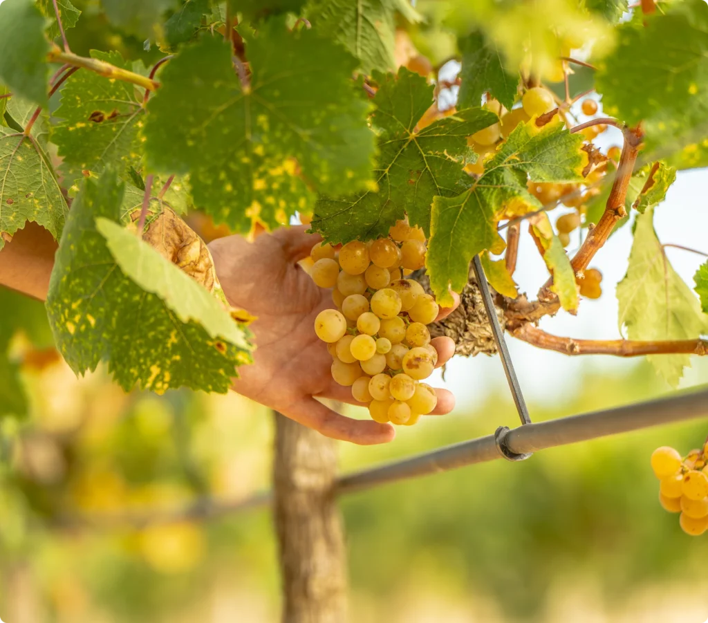 Viñedo de Bodegas Bellod con cepas de uva y paisaje vitivinícola mediterráneo.