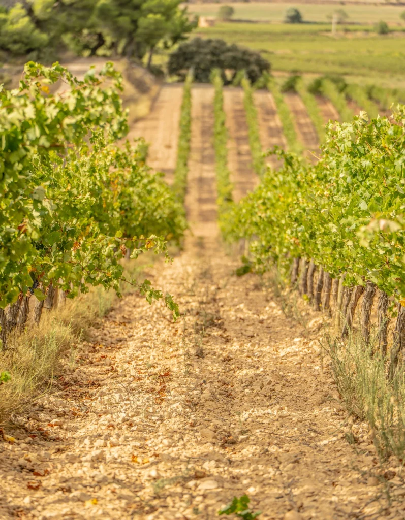 Viñedos de Bodegas Bellod en Mas del Nen, finca situada en Sarral, Conca de Barberà