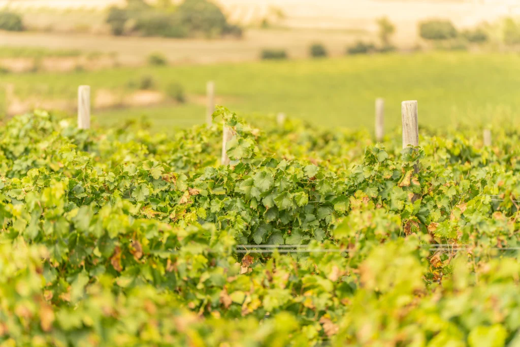 Viñedos de Mas del Nen, espacio de enoturismo de Bodegas Bellod en la Conca de Barberà