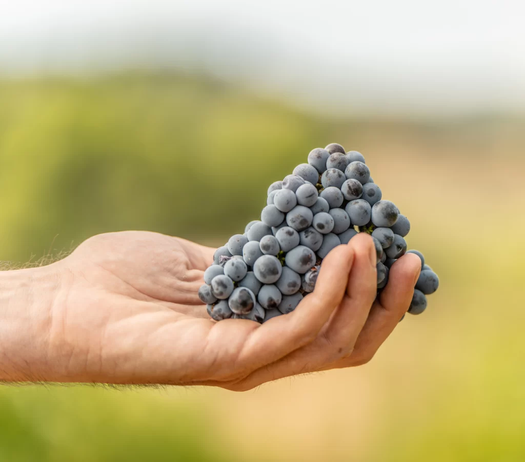 El cuidado de nuestra finca, proceso innegociable para garantizar la calidad de nuestro producto El cuidado de nuestra finca, proceso innegociable para garantizar la calidad de nuestro producto