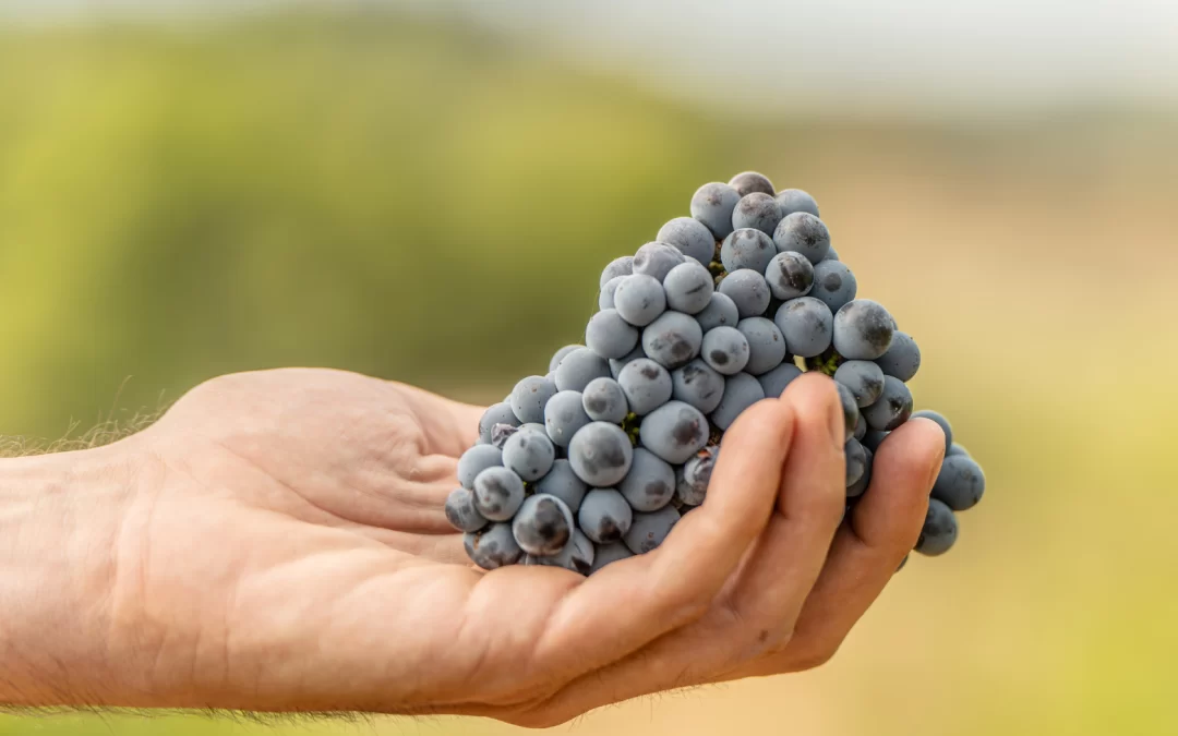 De la vinya a la copa: per què l’origen determina la qualitat del vi